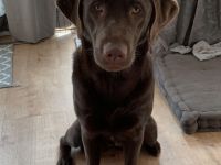 Labradorwelpen reinrassig