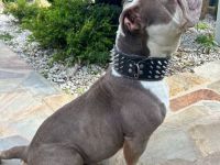 Olde English Bulldogge Deckrüde