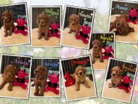 Irish Doodle Welpen