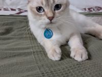 Bkh britisch kurzhaar Kater kastriert Silver shaded