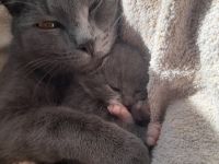 Kitten 12 Woche alt