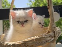 Britisch Kurzhaar (BKH) Kitten zu verkaufen