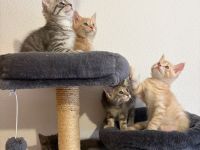 Wunderschöne Maine Coon Mix Kitten abzugeben