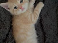 Maine Coon Mix Kitten