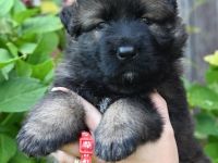 Altdeutsche Schäferhunde Welpen🐾🐾
