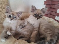 Reinrassige Neva Masquarade Kitten auszugsbereit