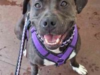 Malika, Staffordshire Terrier, geb. 2021, ein zauberhaftes und umweltsicheres Mädel
