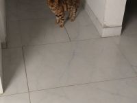 domestiziertes Bengal Katzenparchen (2 Jahre alt)