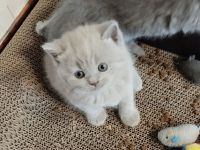 Bkh Kitten verschiedene Farben