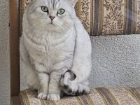 BKH Deckkater