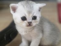 BKH Kitten