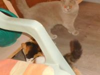 BKH Deckkater mit STB