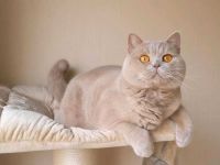 BKH Deckkater mit STB