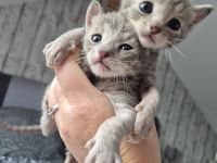 🐾 Liebevolle Russisch-Blau-Mix-Kitten suchen ihr Für-Immer-Zuhause 🐾
