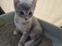 🐾 Liebevolle Russisch-Blau-Mix-Kitten suchen ihr Für-Immer-Zuhause 🐾