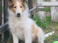 Finley - wunderschöner weißer Collie Welpe mit Ahnentafel sucht sein Traumzuhause