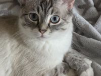 Neue Dosenöffner gesucht für süse Flauschis