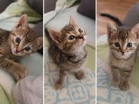 1.2 Cashmere Bengal Kitten ab Ende Juli in liebevolle Hände abzugeben!