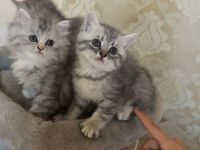 Bkh Kitten