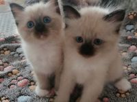 Heilige birma kitten
