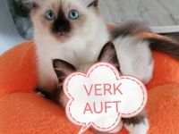 Heilige birma kitten