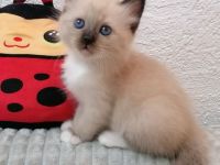 Heilige birma kitten