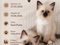 Heilige birma kitten