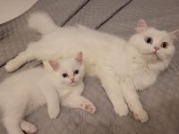 Britische Babykatze