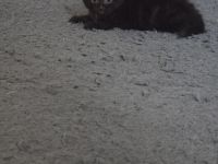 Britisch kurzharr Kater