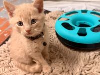 Süße Katzenbabys suchen ein liebevolles Zuhause