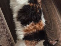Maine Coon Kitten mit Stammbaum