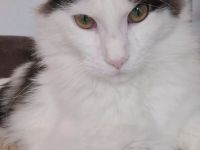 Maine Coon Kitten mit Stammbaum