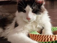 Maine Coon Kitten mit Stammbaum