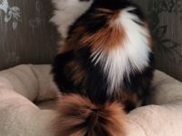 Maine Coon Mädchen mit Stammbaum