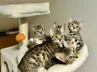 Bengal Kitten