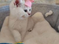 BKH Kitten Reinrassige