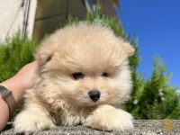 Pomeranian