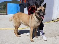 Sportliche und freundliche Amma sucht Zuhause