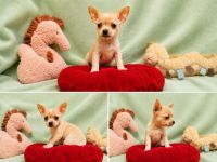 Chihuahua Welpen