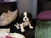 Trico Rüde sucht liebe Familie