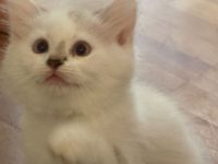 Katzenkinder suchen ein liebevolles Zuhause Geboren am: 08.04.2026