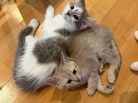 Katzenkinder suchen ein liebevolles Zuhause Geboren am: 04.03.2026