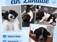 Havaneserwelpe Rüde sucht sein Zuhause