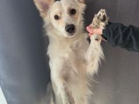 Rüde Simba sucht Liebevolle Familie