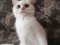 Süße BKH Kitten