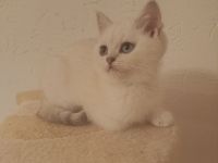 " NOCH 3 " Süße BKH Kitten