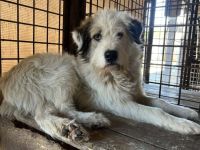 Verunsicherter Cosmo sucht liebevolles Zuhause