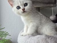 BKH-Kitten Silver Golden Tabby