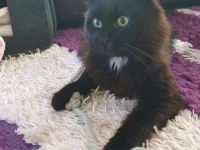 BlH Kater