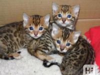 Bengal Katzen